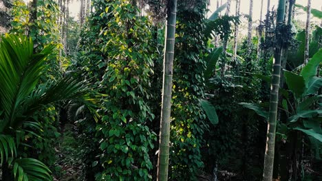 close up zoom in shot of lush tropical vegetation, areca nut trunk in foreground