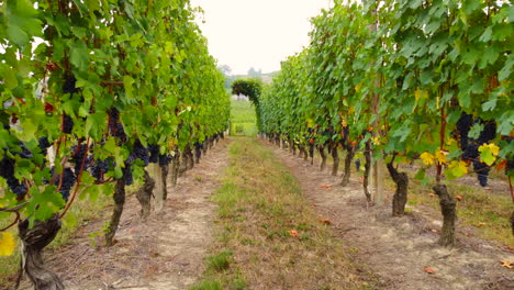 cultivo agrícola de viñedos con uvas rojas maduras en langhe, vista aérea de piamonte