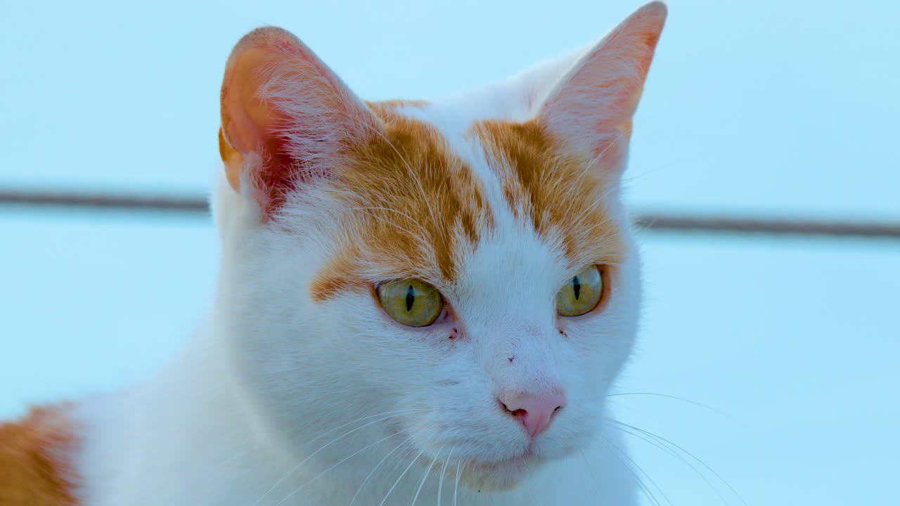 Close-up of attentive ginger and white cat looking around, natural daylight, shallow depth of field