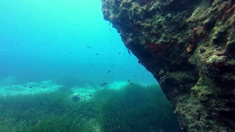 Slow-motion-landscape-view-of-fish-on-ocean-sandy-sea-floor-with-rocky-reef-seaweed-reeds-animals-aquatic-nature-diving-travel-water-activities-swimming