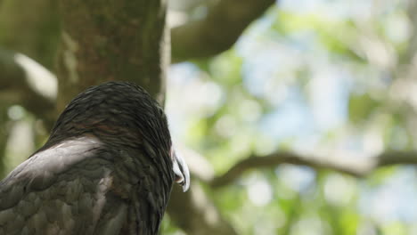 closeup of new zealand kaka parrot perched on tree in the forest