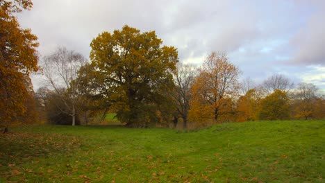 Pan-shot-of-Greenwich-Park-with-dry-yellow-leaves-during-autumn-season-in-south-east-London,-UK-on-cloudy-afternoon