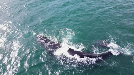 Ballena-Franca-Austral-Con-Cría-Jubilosa-En-Aguas-Costeras-De-Hermanus