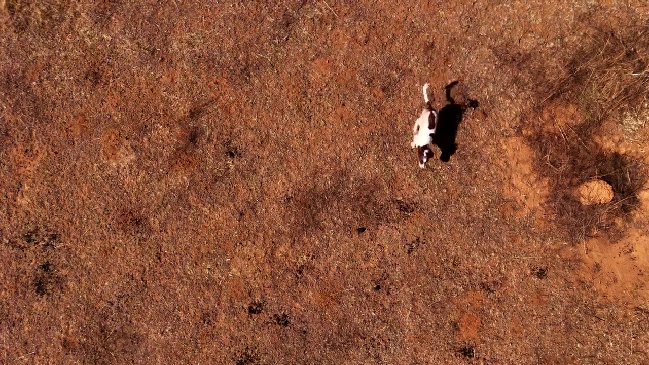 Vista dall'alto di un cane spaniel che corre in un campo aperto arido con una lunga ombra