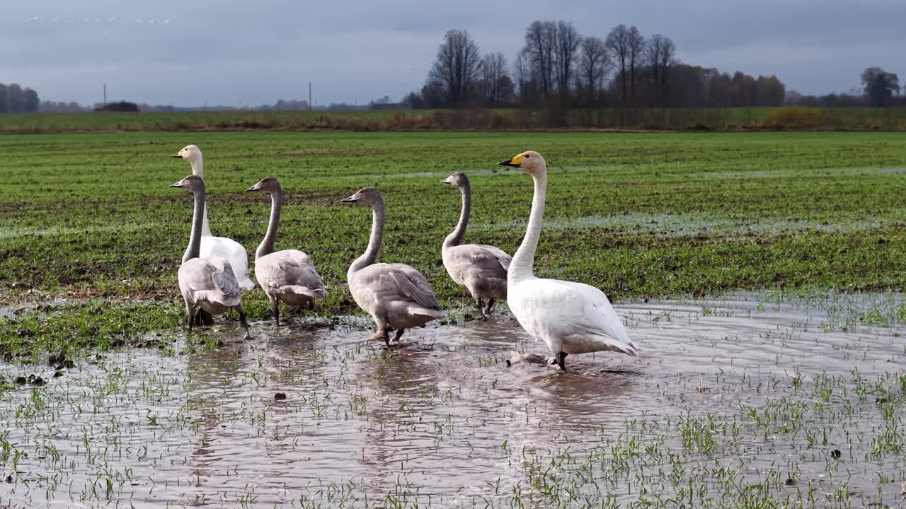 Meilunai, Lithuania, 26 October 2025 - A swan family walking in a valley