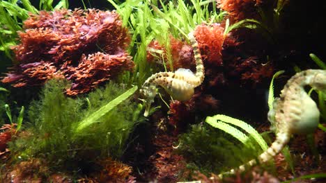 close up shot of wild seahorses swimming in clear water of aquarium between water plants