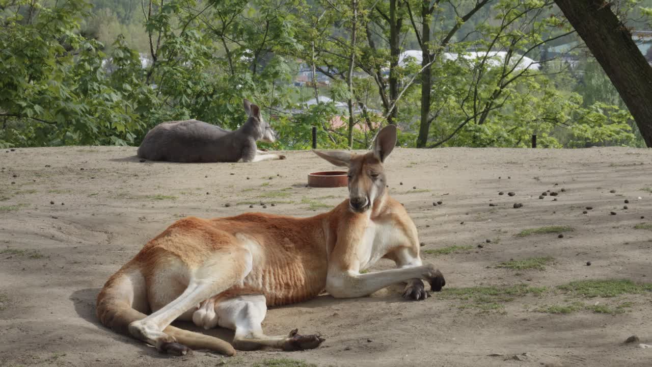 Kangaroo in pose &amp;quot;draw me like one of your French girls