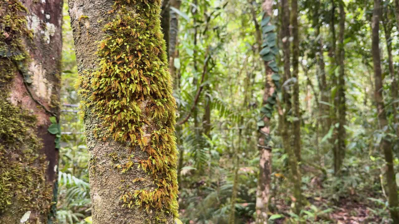 Lush rainforest scene with mossy tree trunks and dense foliage in Port Douglas, captured in natural daylight