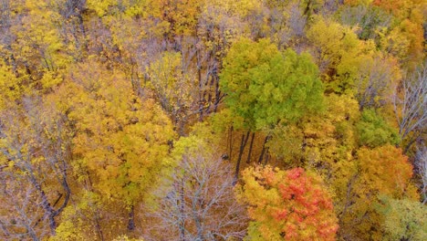 fall colors of a forest from above and flying into the canopy on a bright colorful day in the peak of the fall colors