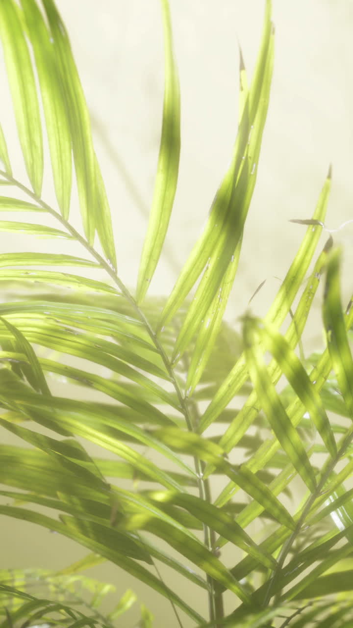 Close-up of Green Palm Leaves in the Sunlight