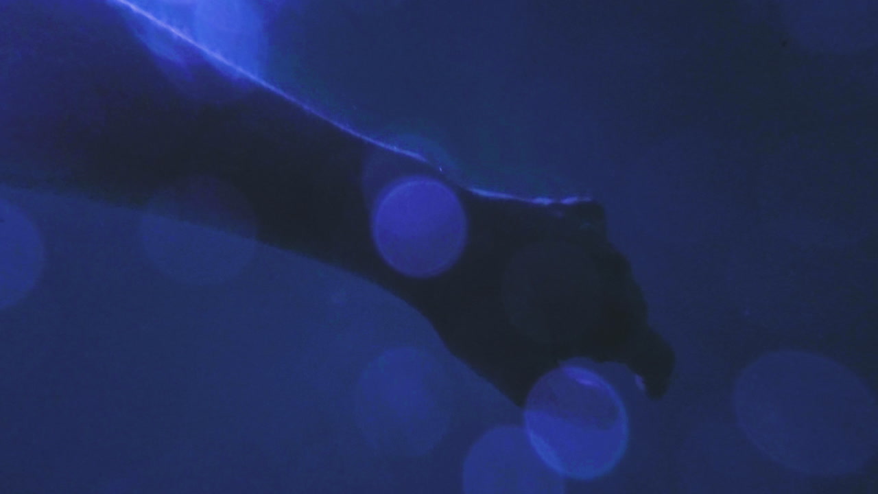 Underwater, a womans arm is shown motionless. She may be floating at the surface of the deep blue