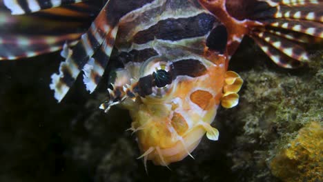 A-close-up-video-of-a-beautifully-coloured-poison-Lion-Fish-floating-around-the-ocean