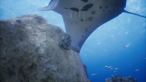 la manta ray se desliza con gracia sobre el arrecife de coral rocoso en el océano azul claro