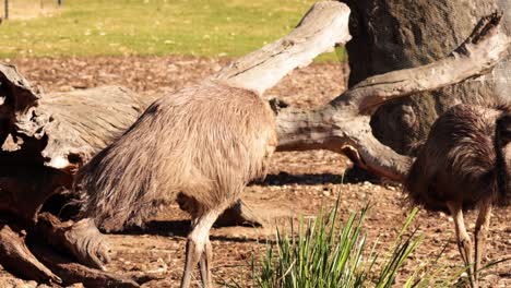 two emus exploring and interacting near a tree