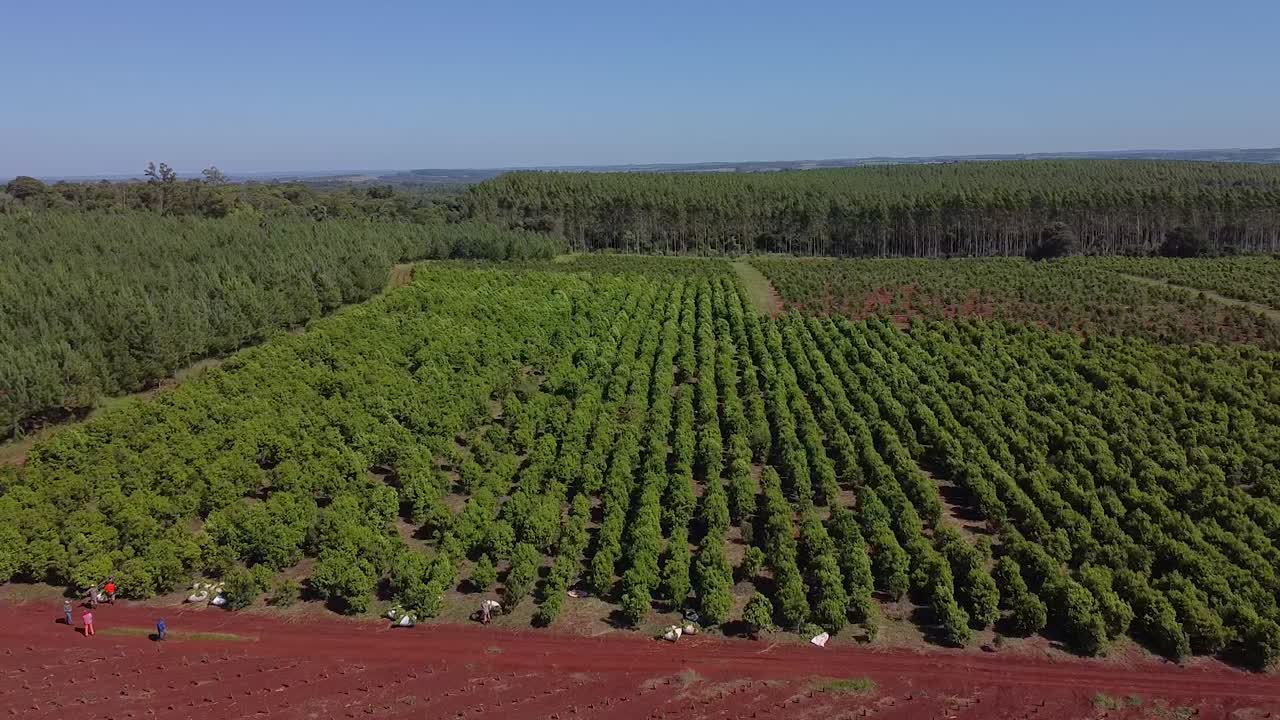 imágenes aéreas cinematográficas de los campos de yerba mate en misiones, jardín, américa, avión no tripulado