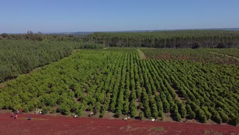 cinematic aerial footage of yerba mate fields in misiones, jardin, america, drone