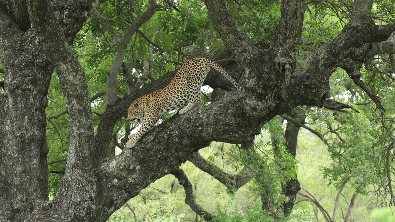 Kruger Ulusal Parkı'nda, bir ağacın dalında gerinen ve esneyen bir leoparın aşağı inmeden önceki geniş çekimi.