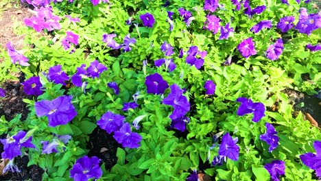 colorful flowers blooming in a lush garden