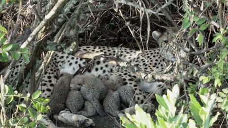 Mama-Gepard-Mit-6-Jungen-Im-Unterholz-Versteckt,-Babys-Trinken,-Halbtotale