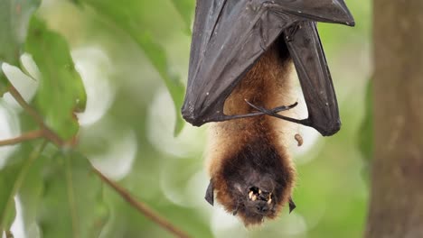 groups of lyle's flying foxes hanging on a branch