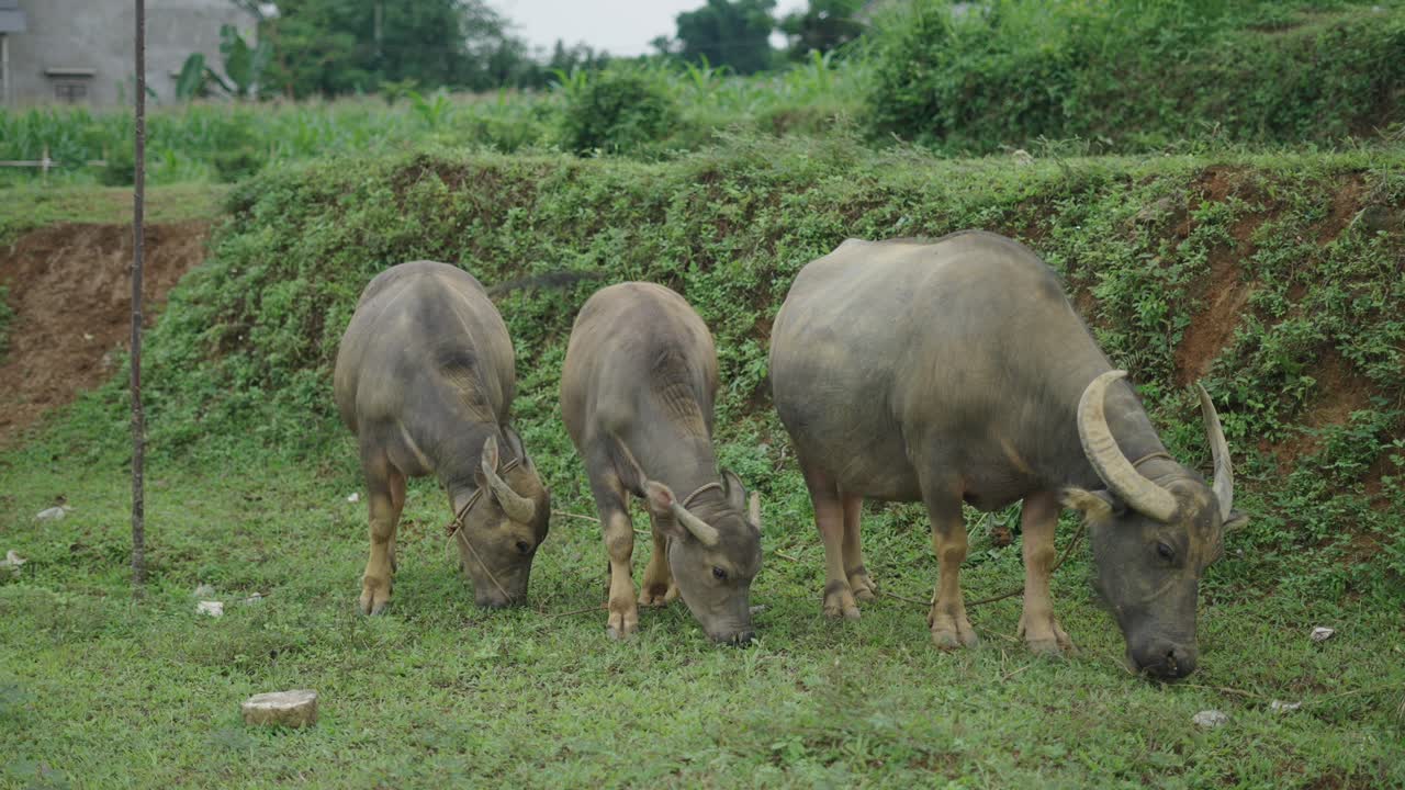Water Buffaloes Grazing in a Field
