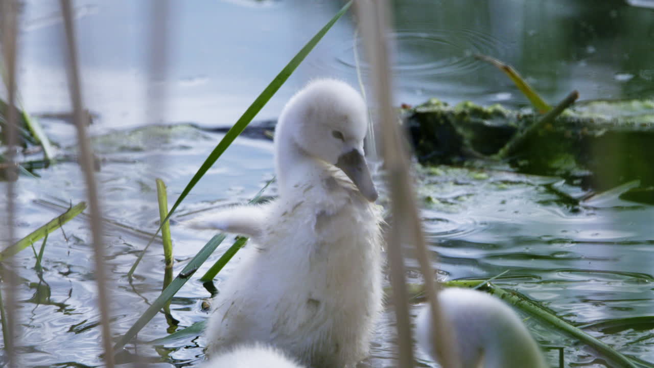 At dawn, a mother swan leads her baby cygnets on their first swim in the pond.