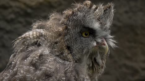 Close-up-portrait-of-a-tired-fluffy-grey-owl-with-intense-yellow-eyes