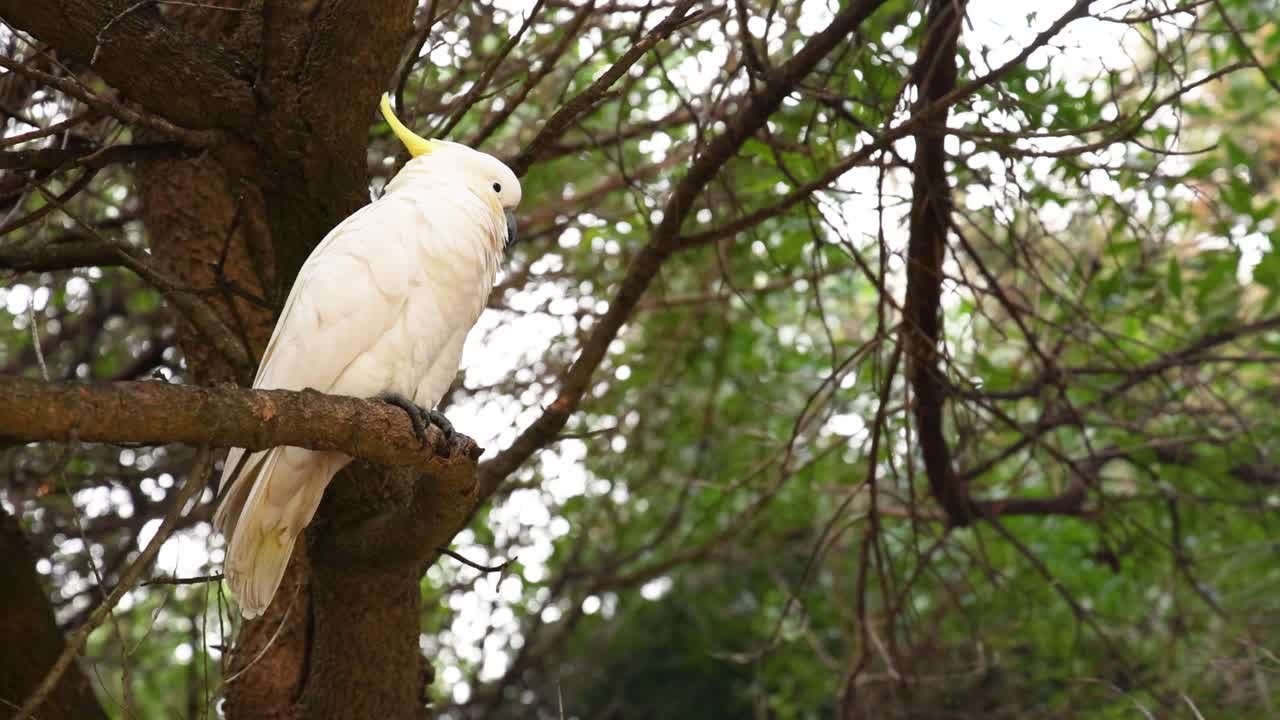 una cacatúa se sienta en una rama de un árbol