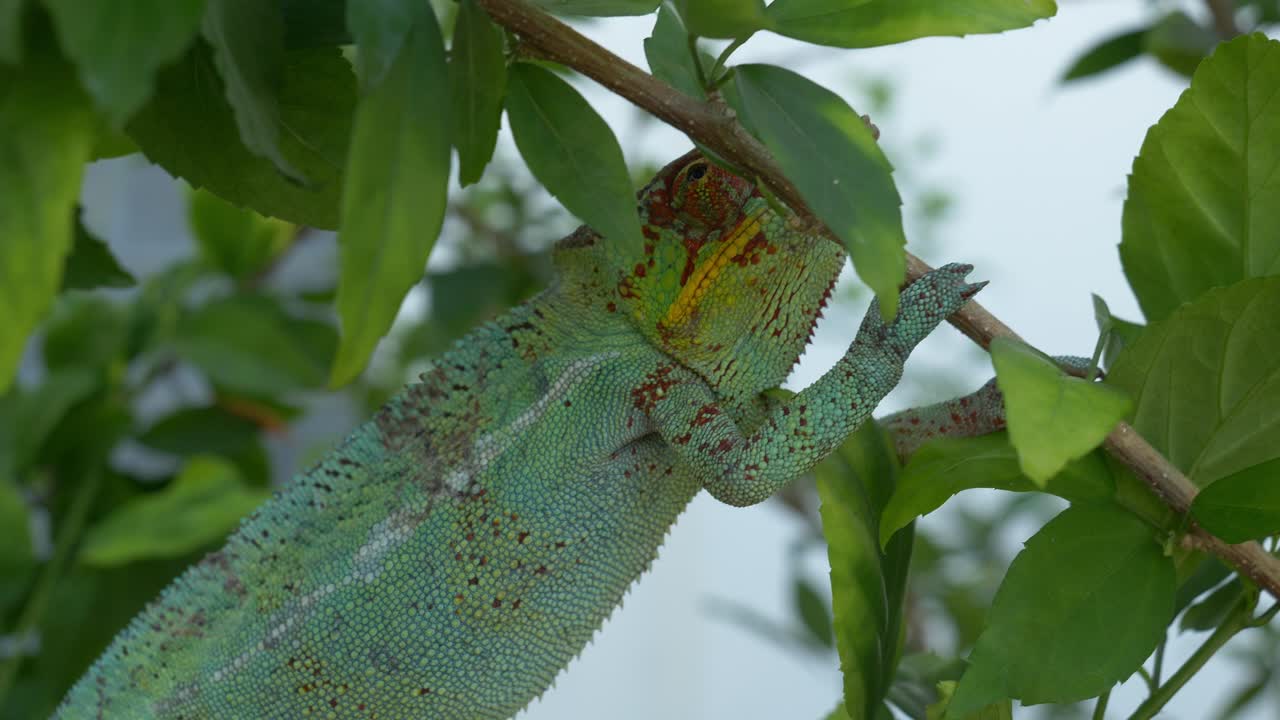 Chameleon climbing a tree, Madagaskar, Nosy Be, Africa