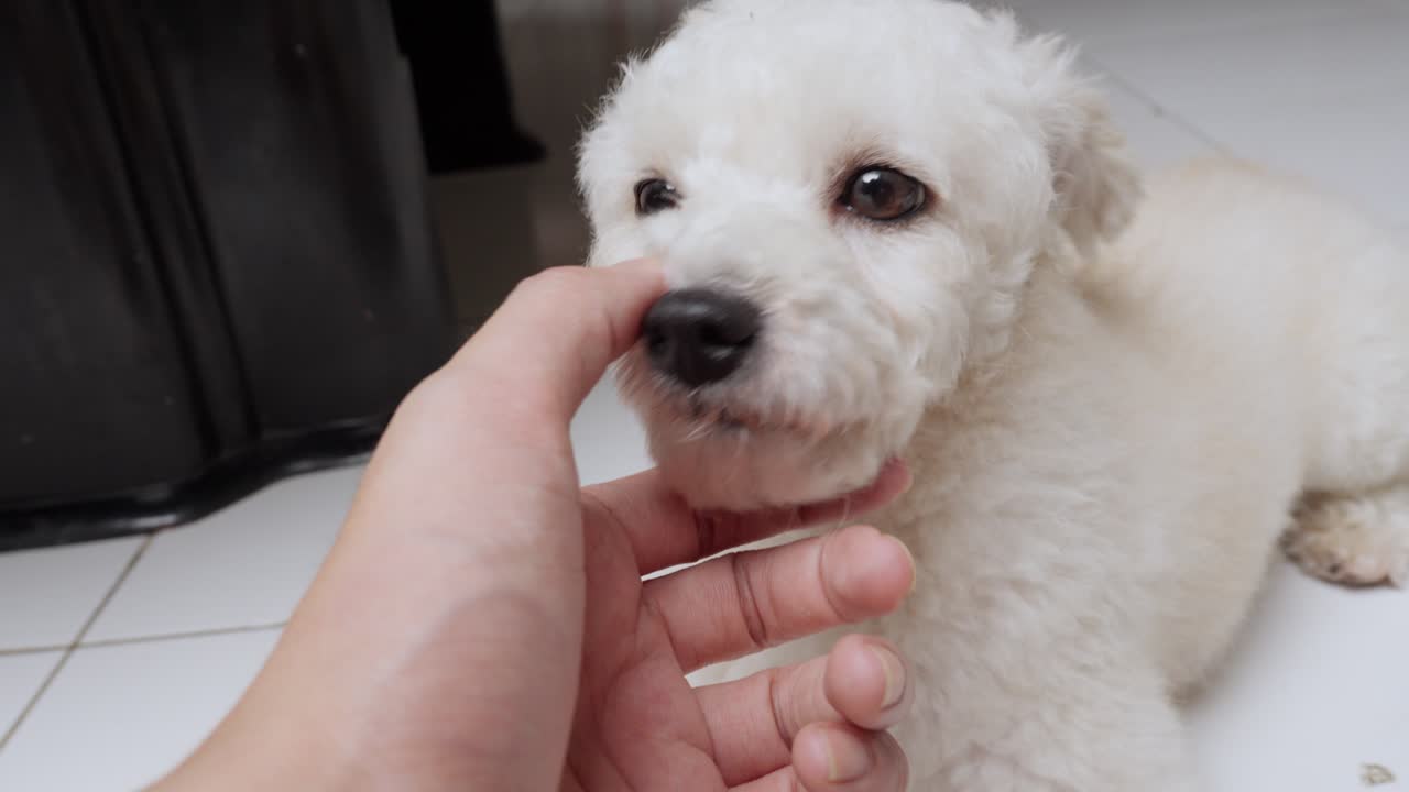 Canine affectionately licking its owner's hand