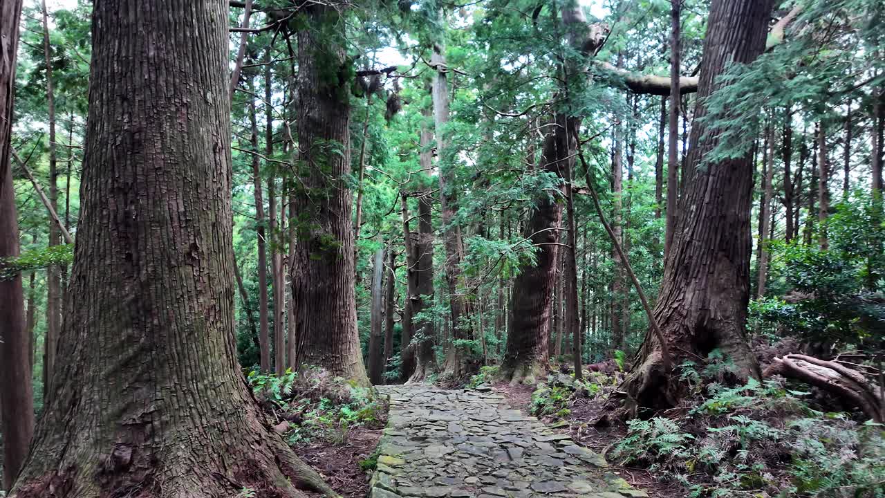 Winding cobblestone path through ancient cedar trees in Nachisan forest along the Kumano Kodo pilgrimage route, evoking serenity. panning shot