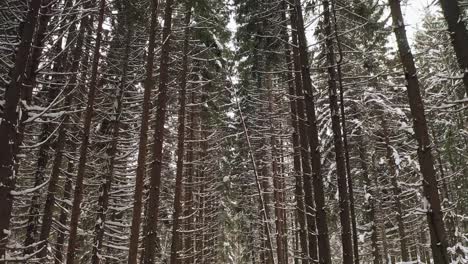 flying between spruce tree straight trunks in winter forest