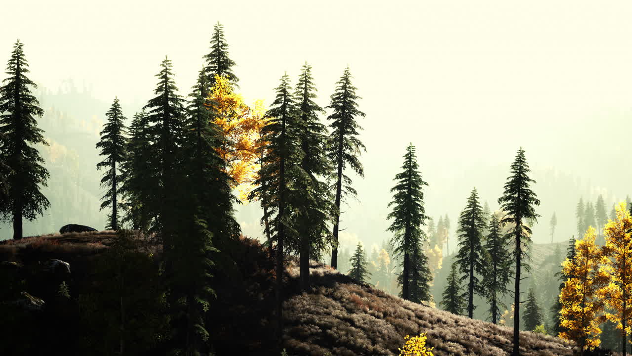 가을 에 안개 가 가득 한 산 숲