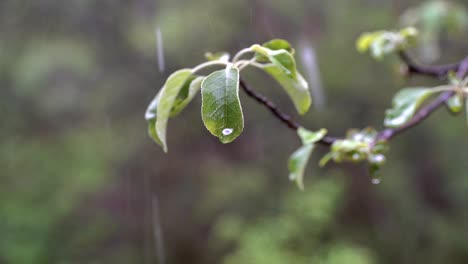Slow-motion-footage-of-rain-drops-hitting-green-leaves