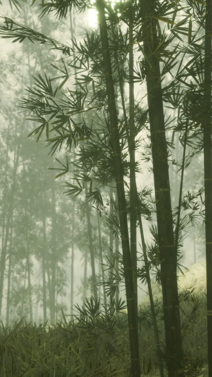 Una fitta bambusaia nebbiosa e silenziosa offre un'esperienza di rifugio rilassante