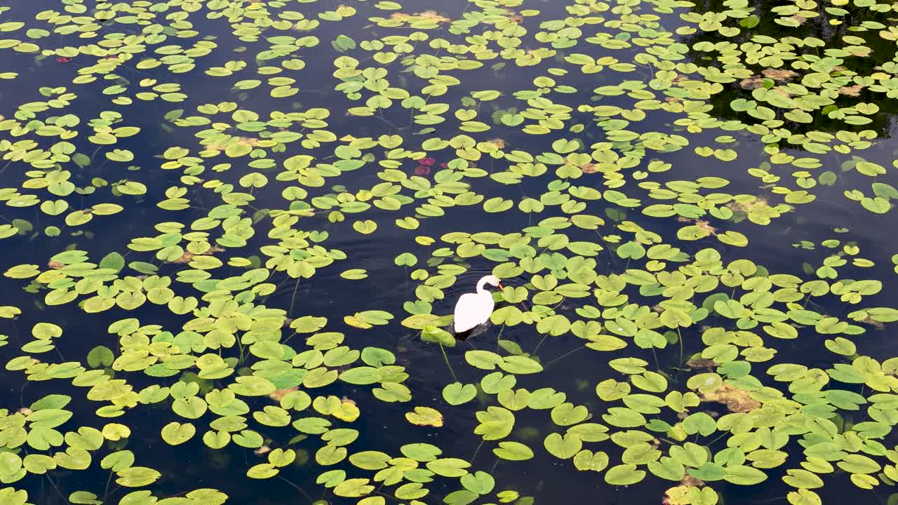 Aerial drone view of a pond covered with dense floating lily pads creating a natural green mosaic across the calm reflective water surface