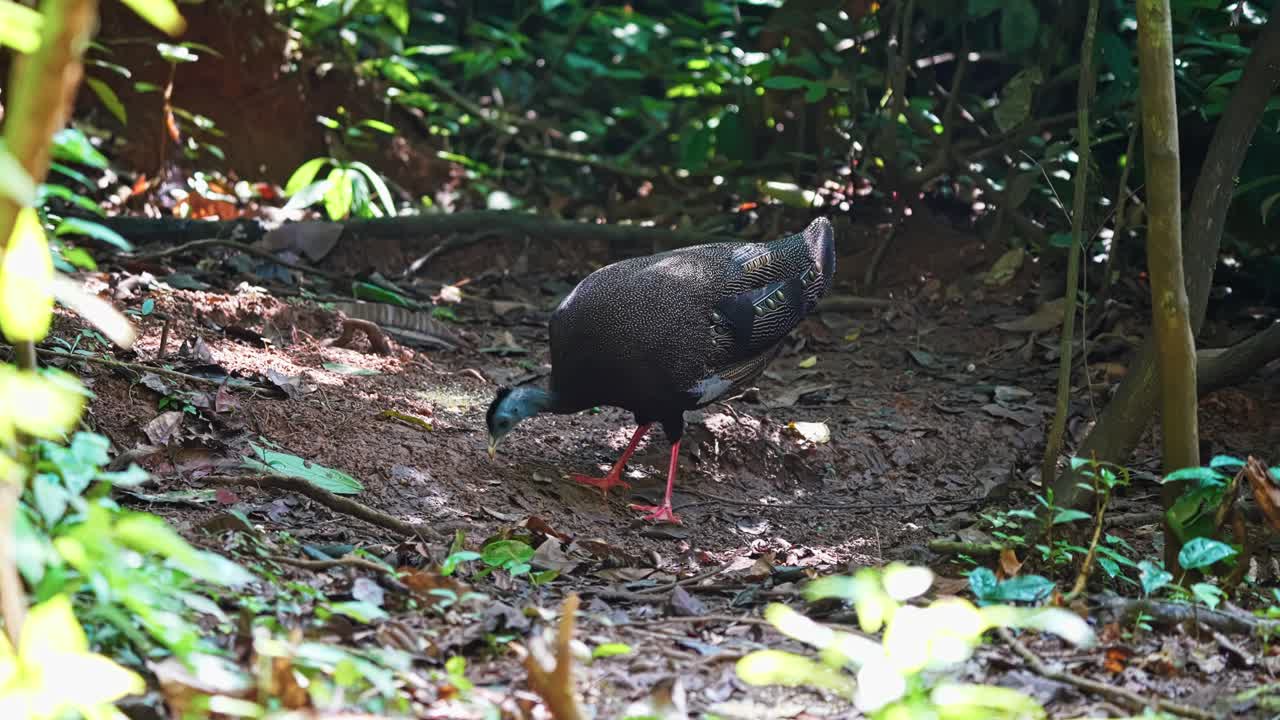 The Great Argus Large Pheasant, Endemic In Southeast Asia. Close-up Shot