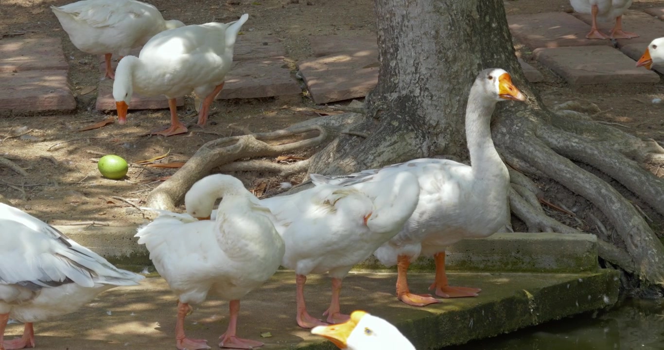 Un gruppo di oche si raduna sotto un grande albero vicino a un sentiero in pietra. Sono impegnate in varie attività come la pulizia delle piume e la ricerca di cibo. Utile per studi sulla fauna selvatica o contenuti educativi
