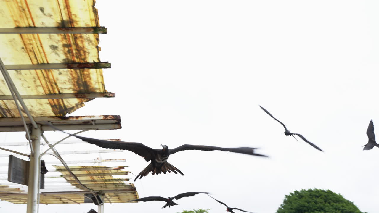View Of Flying Frigate Birds Near Dock At Santa Cruz Island In The Galapagos. Slow Motion, Tracking Shot