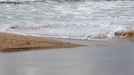 atlantic sea in spring with some birds enjoying