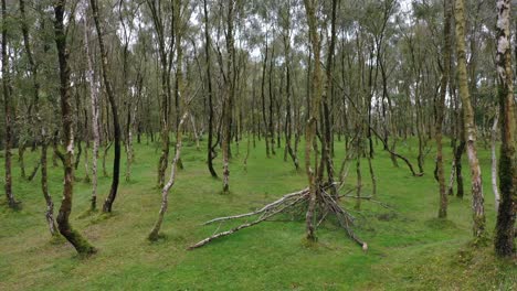 aerial footage descending and moving into silver birch footage part