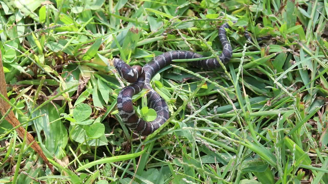 잔디에 있는 작은 뱀의 느린 동작 정적 샷이 공격자를 보고 결국 공격을 감았습니다.