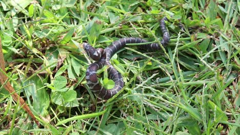 slow motion static shot of a small snake in grass coilled up watching an attacker and eventually striking