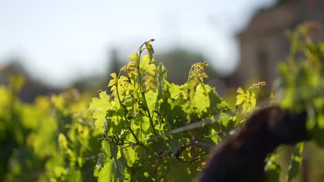 Young-grapevine-leafs-on-wire-seen-close-up-growing-at-a-vineyard-in-Vignonet-France,-Close-up-shot