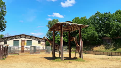 giraffes relaxing at the zoo. two giraffes are taking a break under a shaded shelter in a zoo enclosure during a sunny day amidst green trees