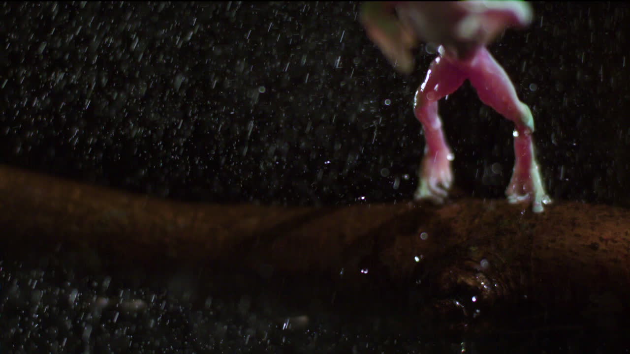 la rana arborícola en cámara lenta extrema salta bajo la lluvia