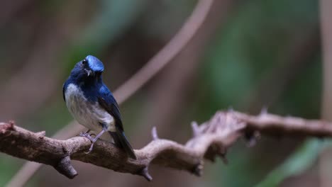 Der-Hainanblaue-Fliegenfänger-Cyornis-Hainanus,-Thailand,-Sitzt-Auf-Einer-Rebe-Und-Wird-Von-Der-Nach-Links-Gerichteten-Seite-Gesehen,-Während-Die-Kamera-Beim-Herauszoomen-Nach-Links-Gleitet