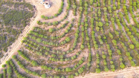 aerial-shot-of-dry-farm-land-with-small-trees,-4k