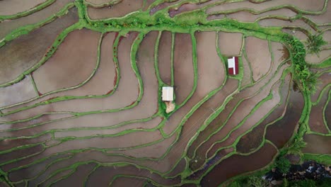 drone ascendiendo en cabañas de aldea en arrozales de terrazas de arroz jatiluwih en el oeste de bali, indonesia