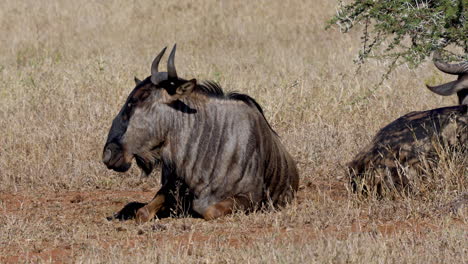dos ñus relajándose al mediodía en la sabana del parque nacional kruger, en sudáfrica
